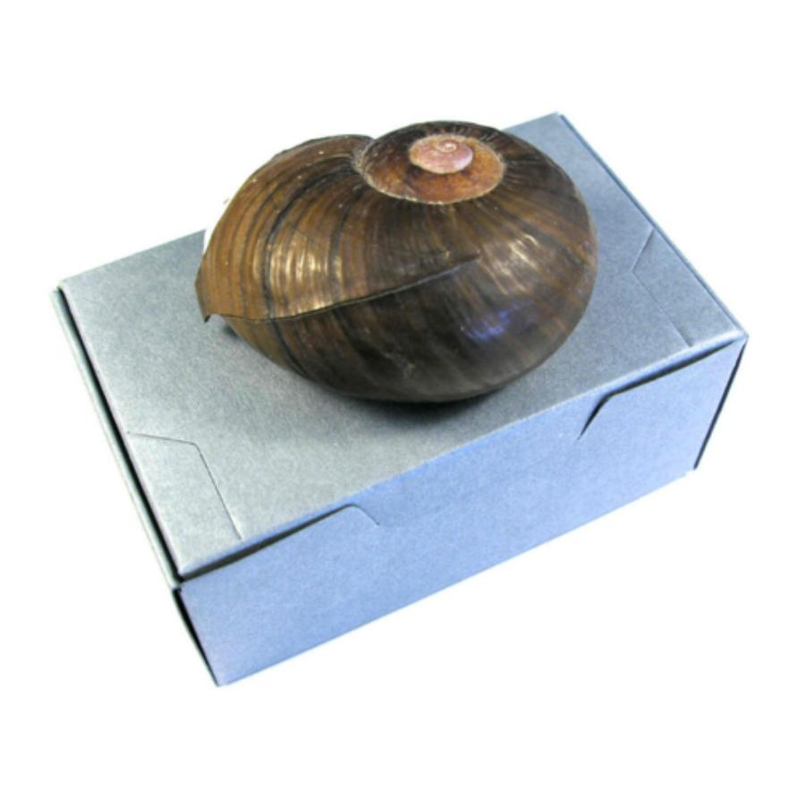 Artifact + Museum Boxes