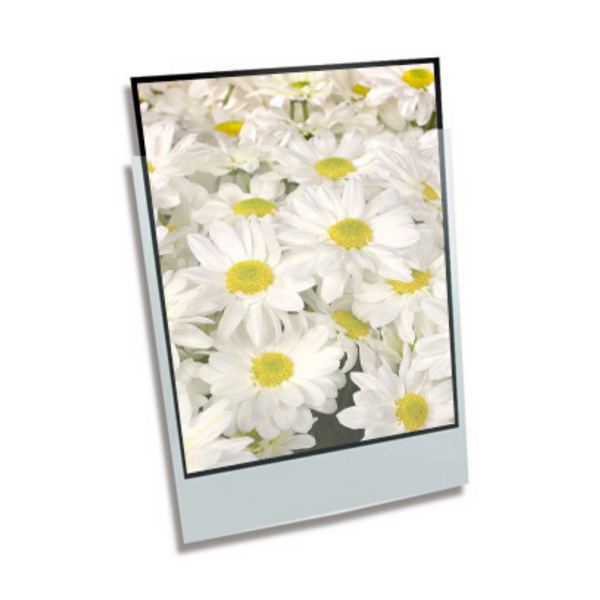 Polypropylene Enclosure - 9 x 12" 229mmx305mm